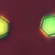 The big atoms, or silica hexagons.